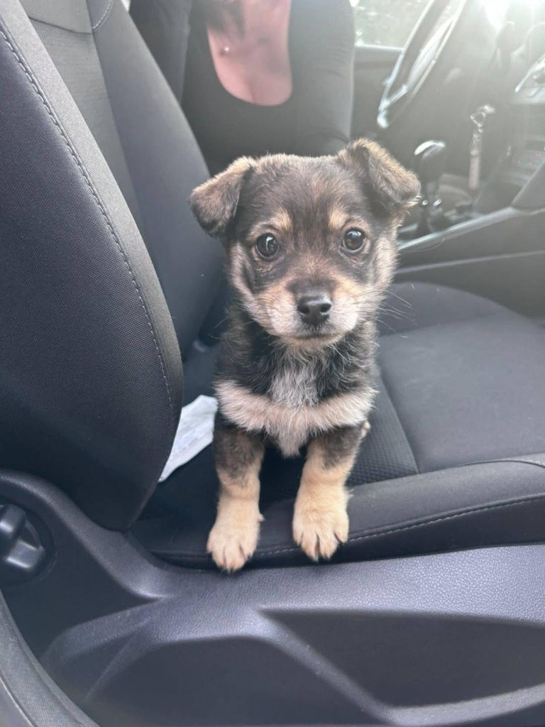 FB_IMG_1770654024559